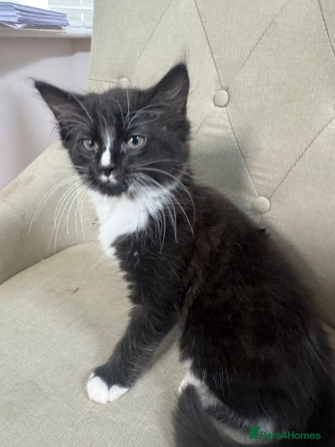 Ragdoll cats for sale: Stunning part ragdoll kittens - Image 11