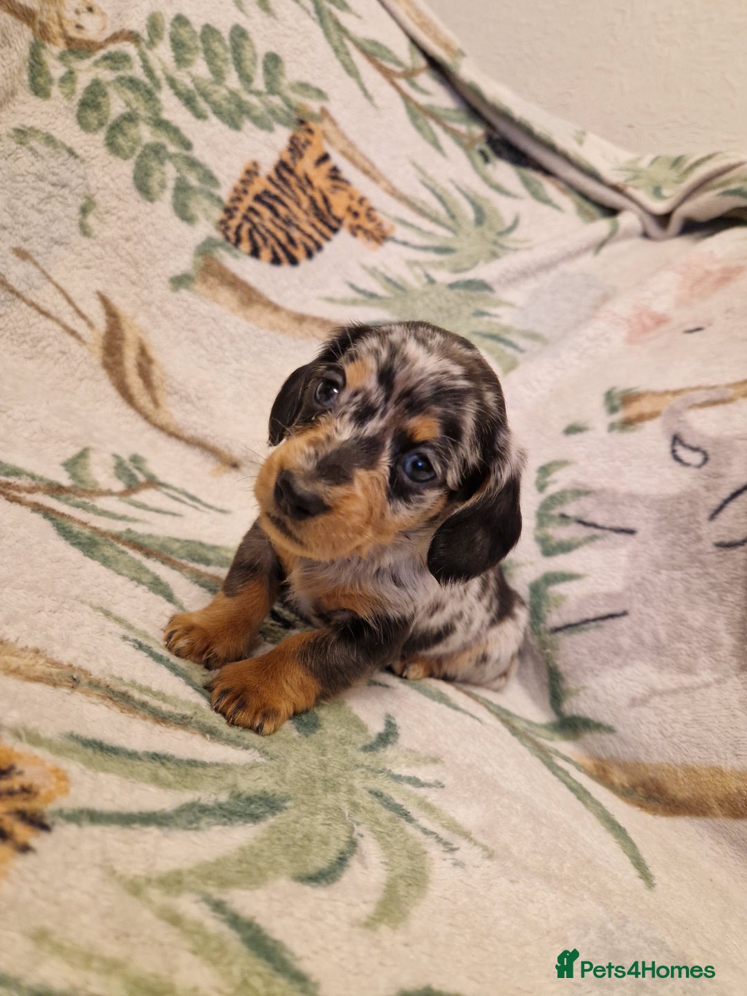 Miniature Dachshund dogs for sale: ⭐️🌈Beautiful miniature dachshunds🌈⭐️ - Advert 6