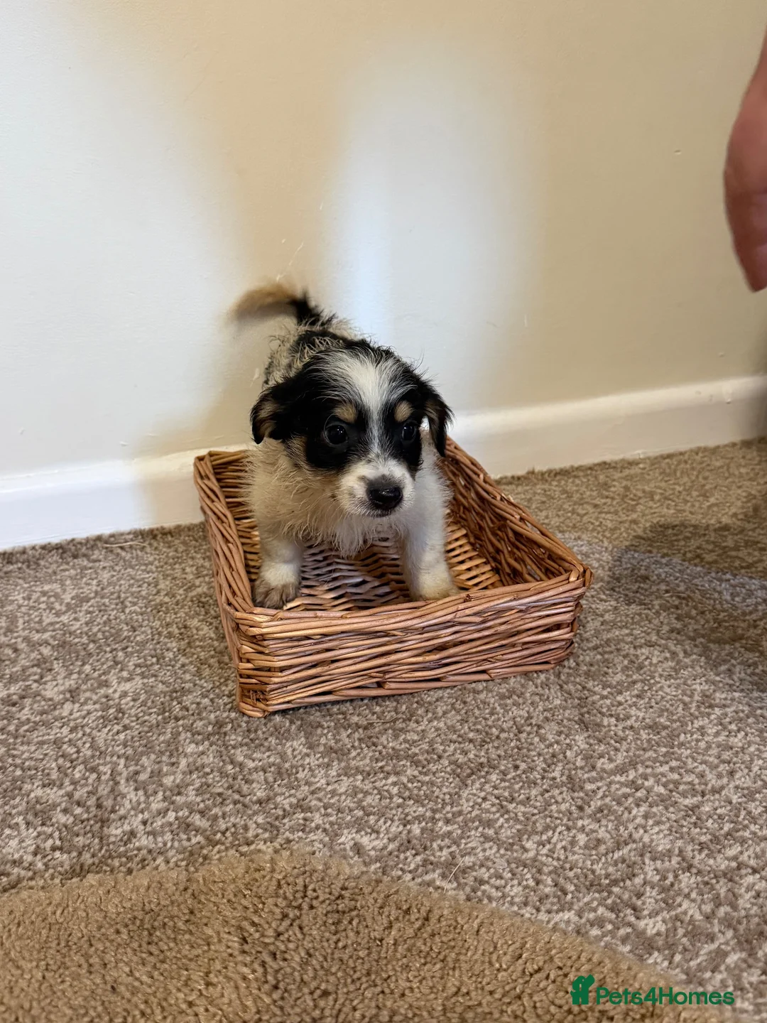 Norfolk Terrier dogs for sale: Puppys in Wymondham - Advert 4