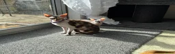 Cornish Rex cats for sale: Beautiful Cornish Rex kittens - Advert 2