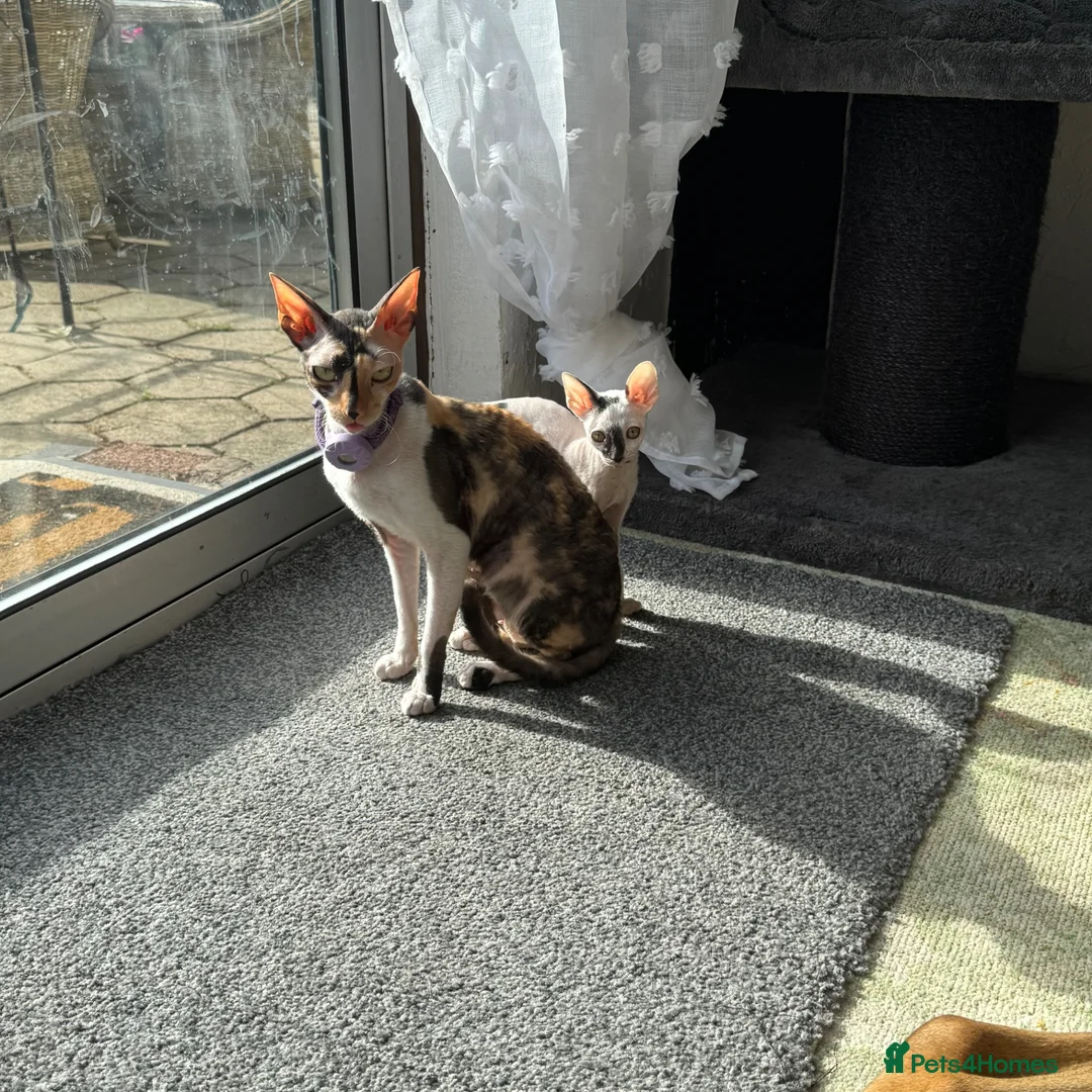 Cornish Rex cats for sale: Beautiful Cornish Rex kittens - Advert 2