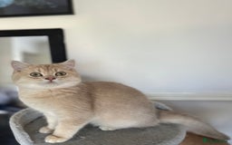 British Shorthair cats for sale: Chunky TICA ACTIVE Golden British Shorthair - Image 4