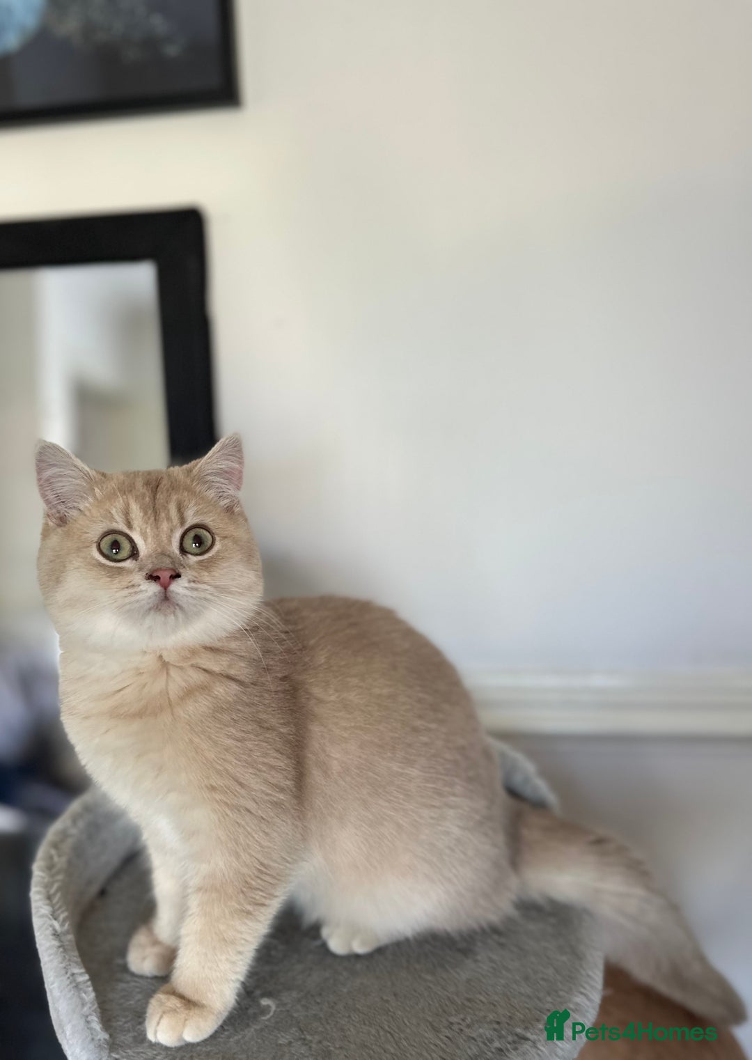 British Shorthair cats for sale: Chunky TICA ACTIVE Golden British Shorthair - Image 4