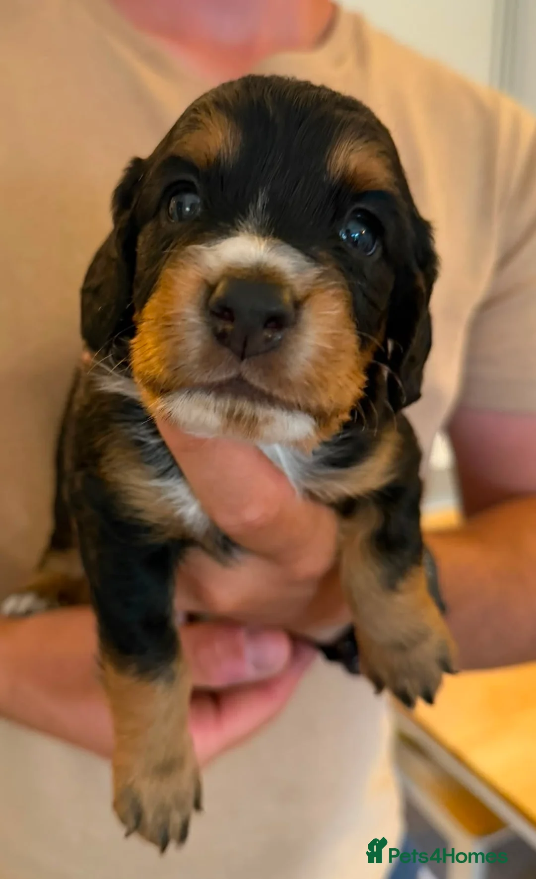 Cocker Spaniel dogs for sale: Beautiful Black & White Cocker Spaniel Bitch - Advert 17