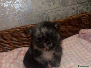 Pomeranian dogs ✨🖤Merle toy Russian Pomeranian 🖤✨ - Advert 9