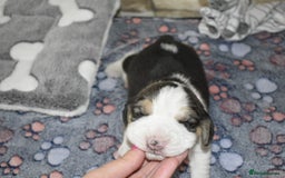 Beagle dogs for sale: Beautiful KC Beagle Puppies – DNA Health Tested  - Image 9