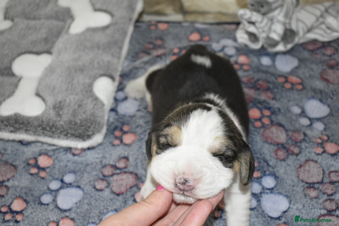 Beagle dogs for sale: Beautiful KC Beagle Puppies – DNA Health Tested  - Image 9
