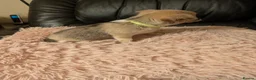 Chihuahua dogs for sale: Tiny Chihuahua for sale  - Advert 6