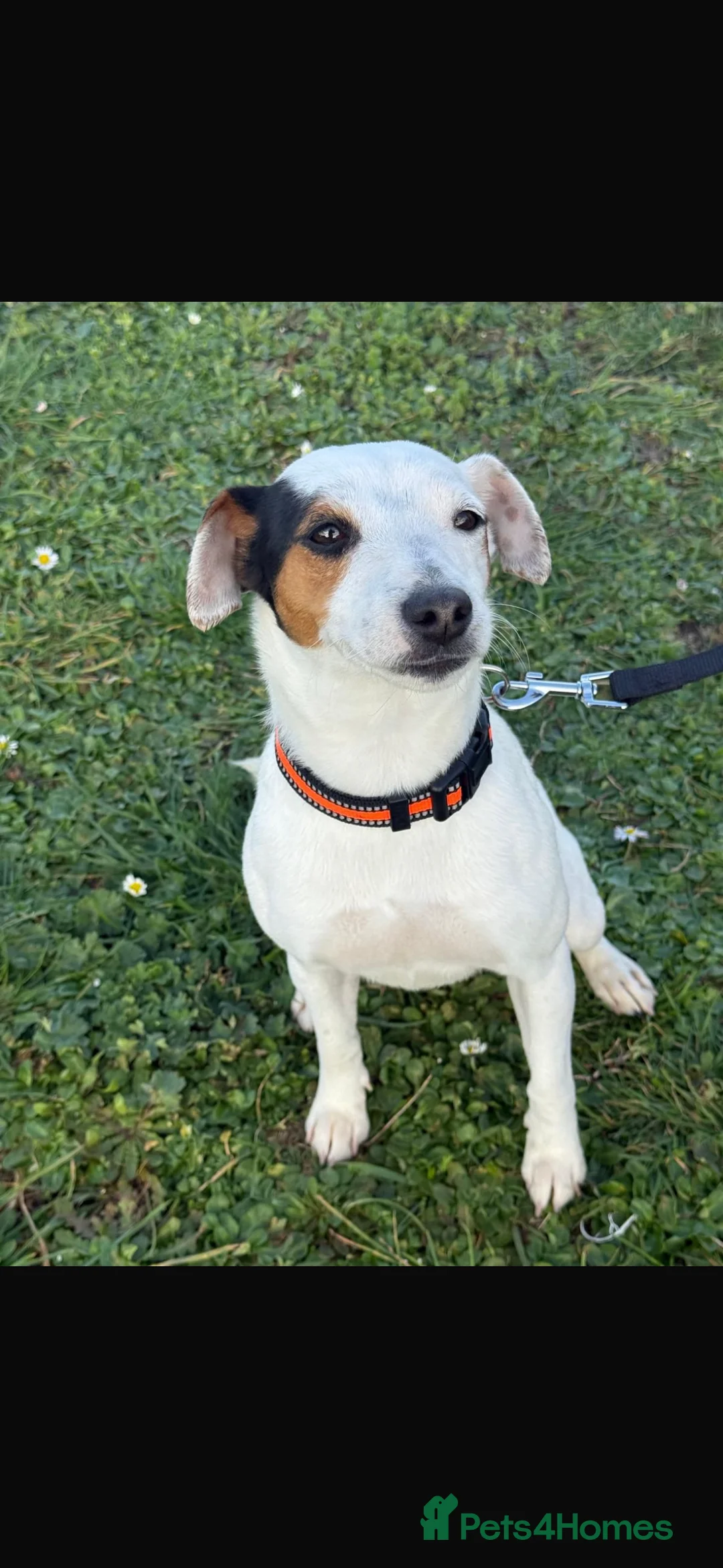 Jack Russell dogs for sale: 18 month old female jack Russell - Advert 2
