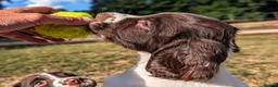 English Springer Spaniel dogs for sale: KC Registered Springer Spaniel Puppy in Stroud - Advert 8