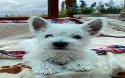 West Highland Terrier dogs for sale: 1 WESTiE BOY AVAILABLE!! - Image 14