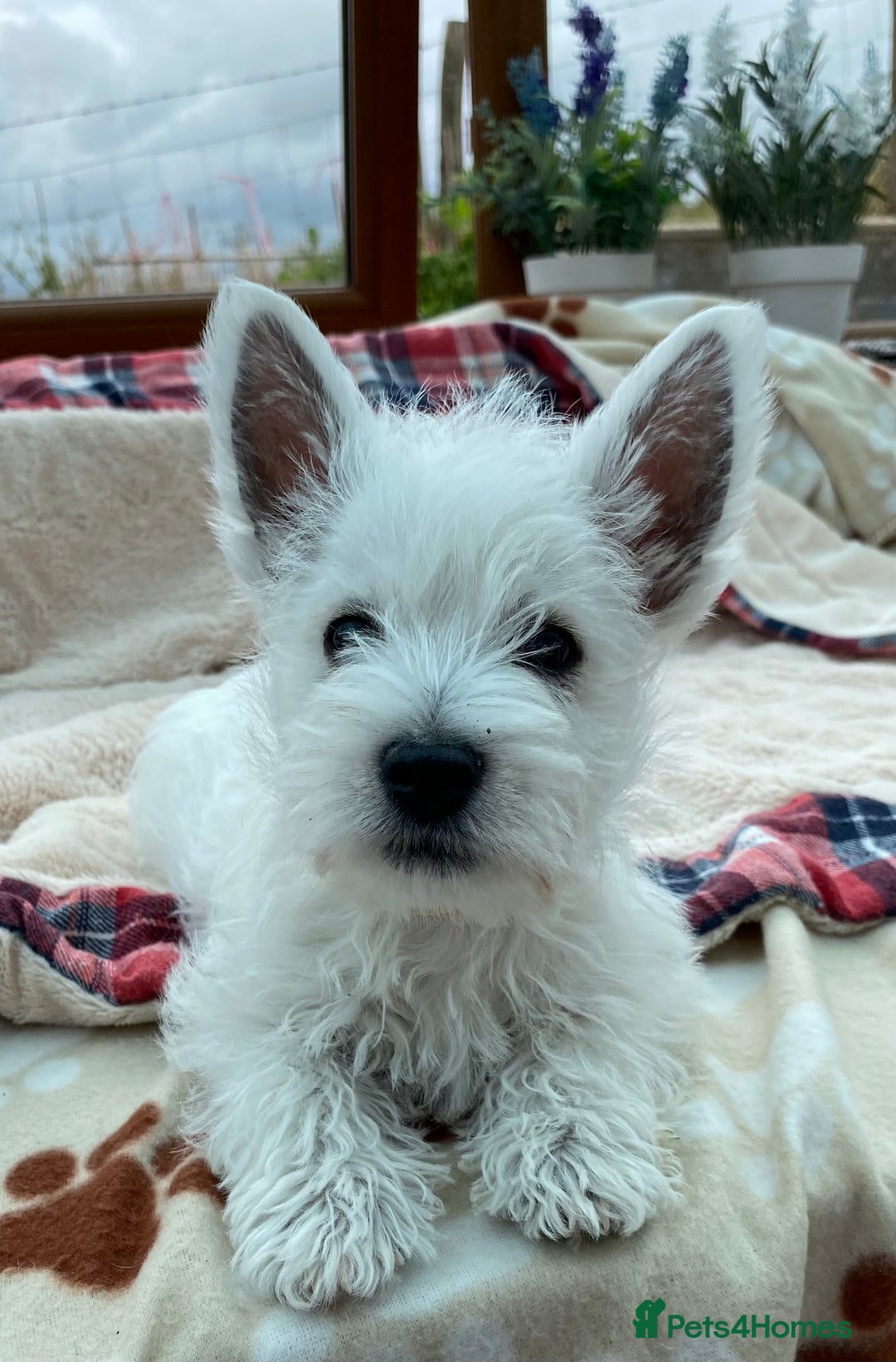 West Highland Terrier dogs for sale: 1 WESTiE BOY AVAILABLE!! - Image 14