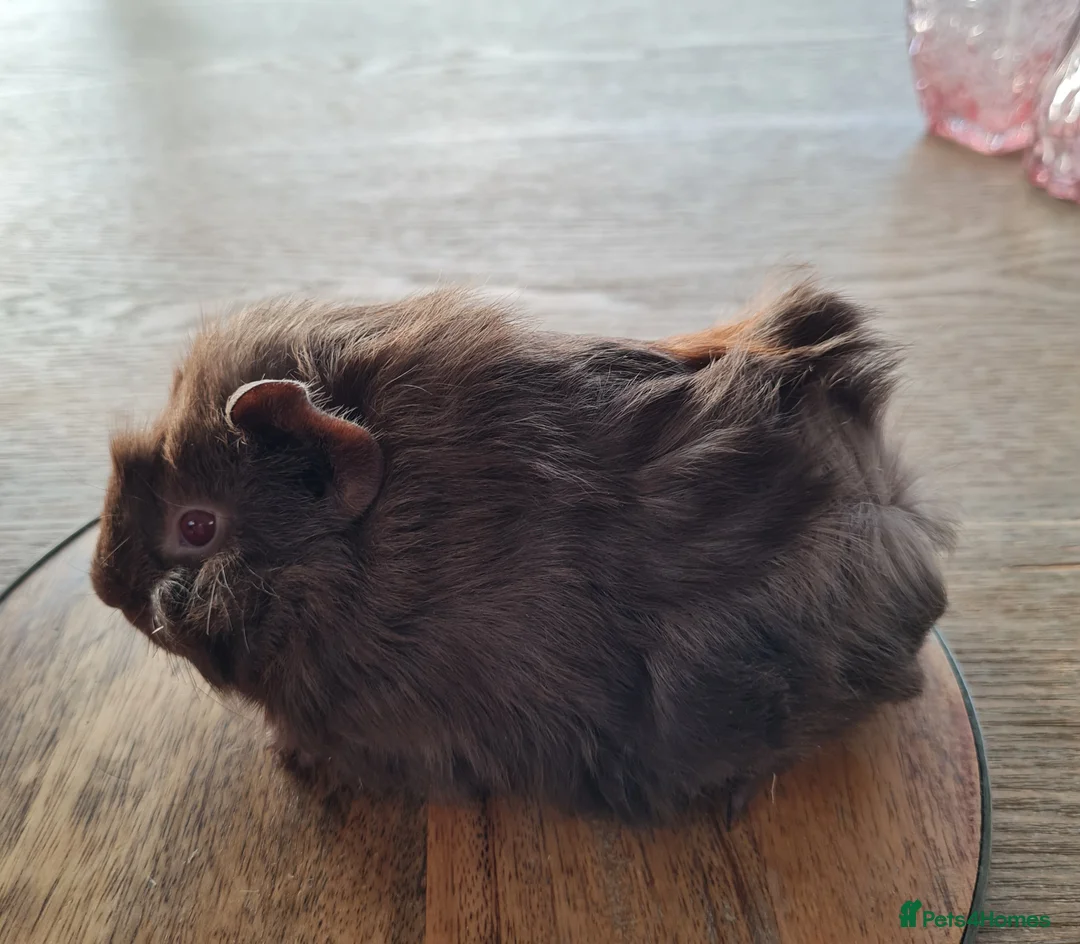 Guinea Pig rodents for sale: Baby guinea pigs - Advert 1