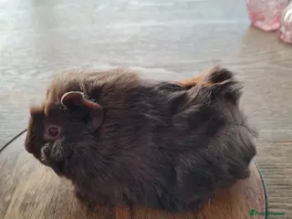 Guinea Pig rodents Baby guinea pigs - Advert 1