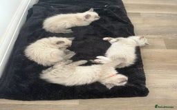 Ragdoll cats for sale: Stunning Bluepoint Ragdoll kittens!  - Image 30