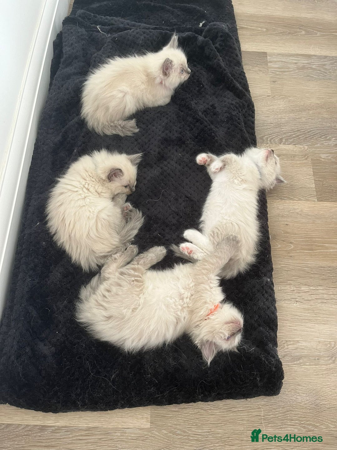 Ragdoll cats for sale: Stunning Bluepoint Ragdoll kittens!  - Image 30