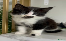 British Shorthair cats for sale: 3: beautiful kitten looking for new home in Slough - Image 11