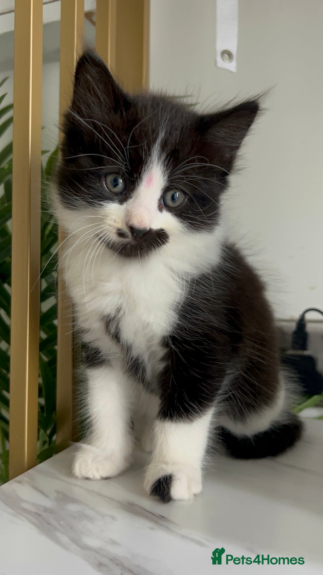 British Shorthair cats for sale: 3: beautiful kitten looking for new home in Slough - Image 11
