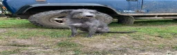 Bedlington Terrier dogs for stud: CT clear Bedlington x Whippet Lurcher for Stud in Scarborough - Advert 5