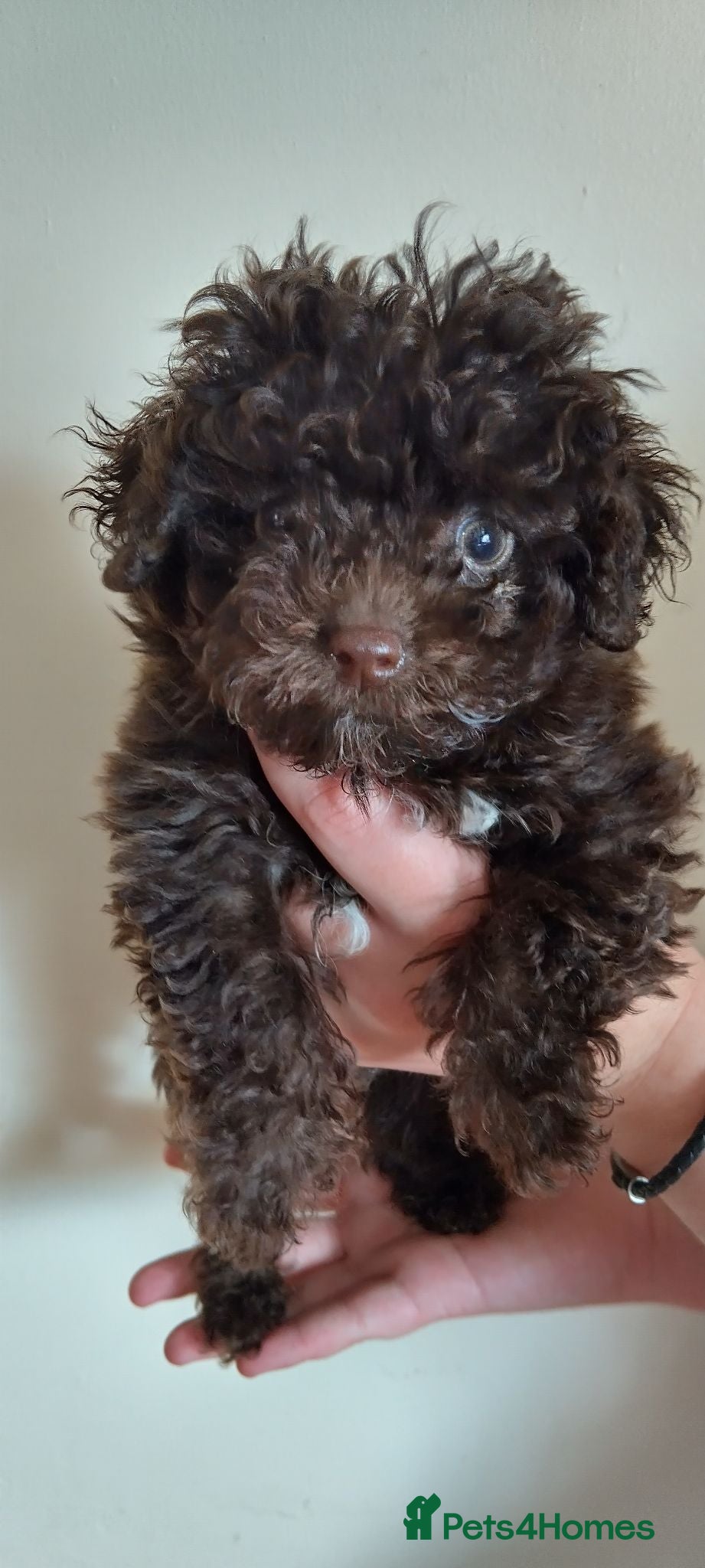 Poochon dogs ❤️ READY NOW! Poochon pups ❤️ - Advert 1