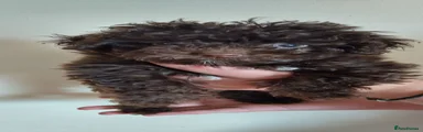 Chocolate brown with white chest