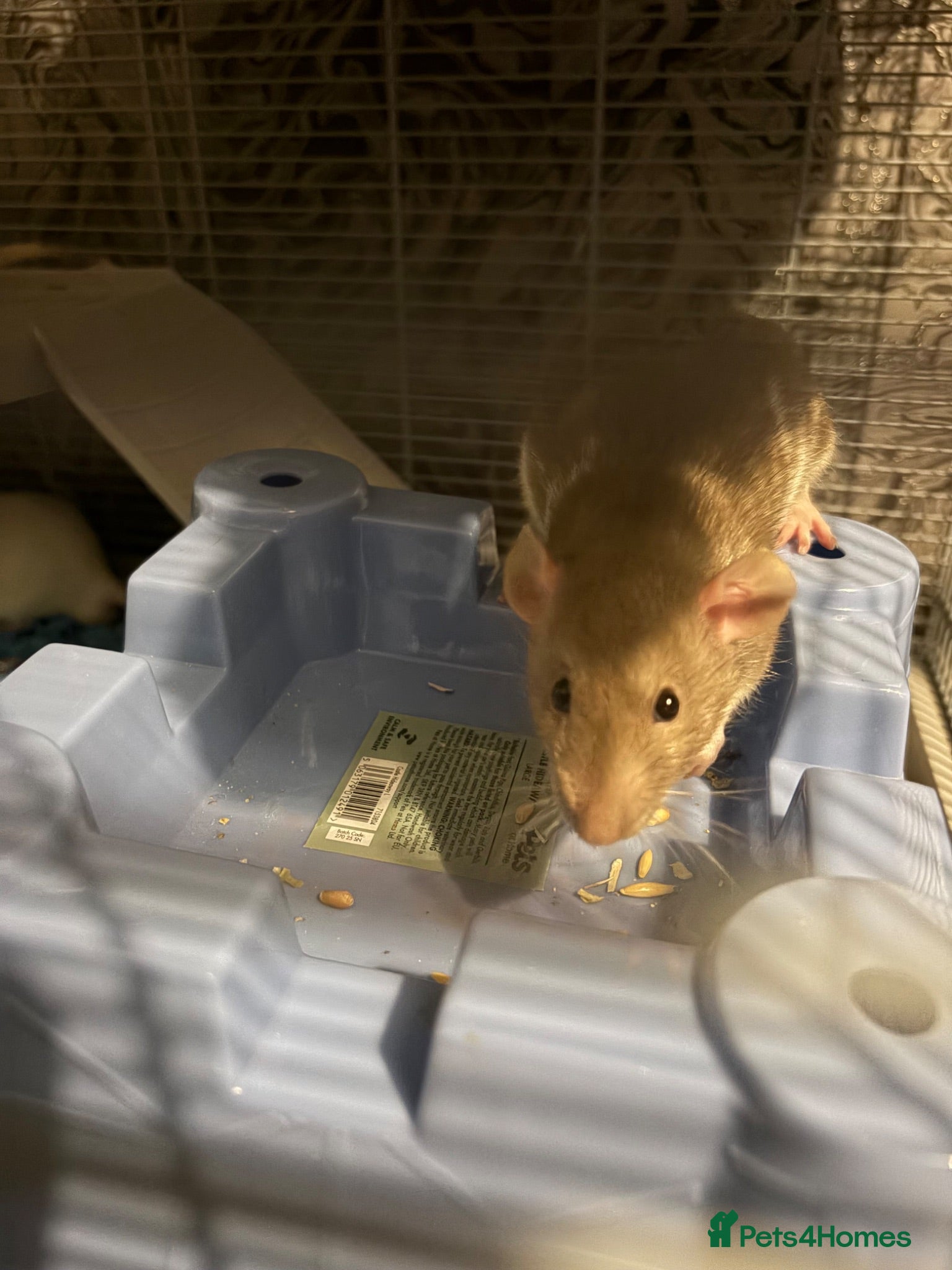 Rat rodents 4 male rats for adoption.(Cage included plus more) - Advert 1