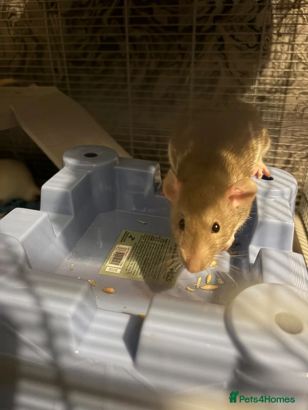 Rat rodents for sale: 4 male rats for adoption.(Cage included plus more) - Advert 1