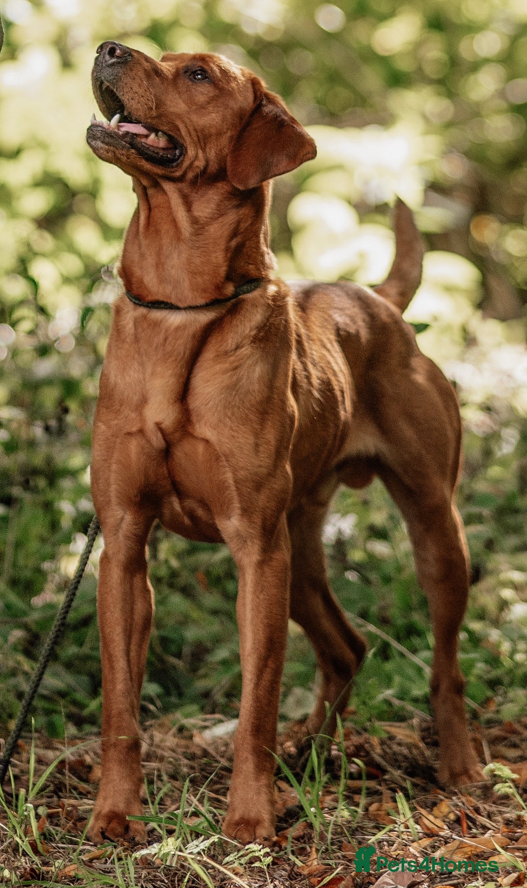 Labrador Retriever dogs for stud: Labrador at stud - Advert 6