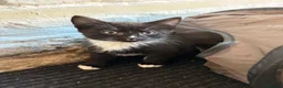 Mixed Breed cats for sale: Kittens for sale  in Delabole - Advert 3