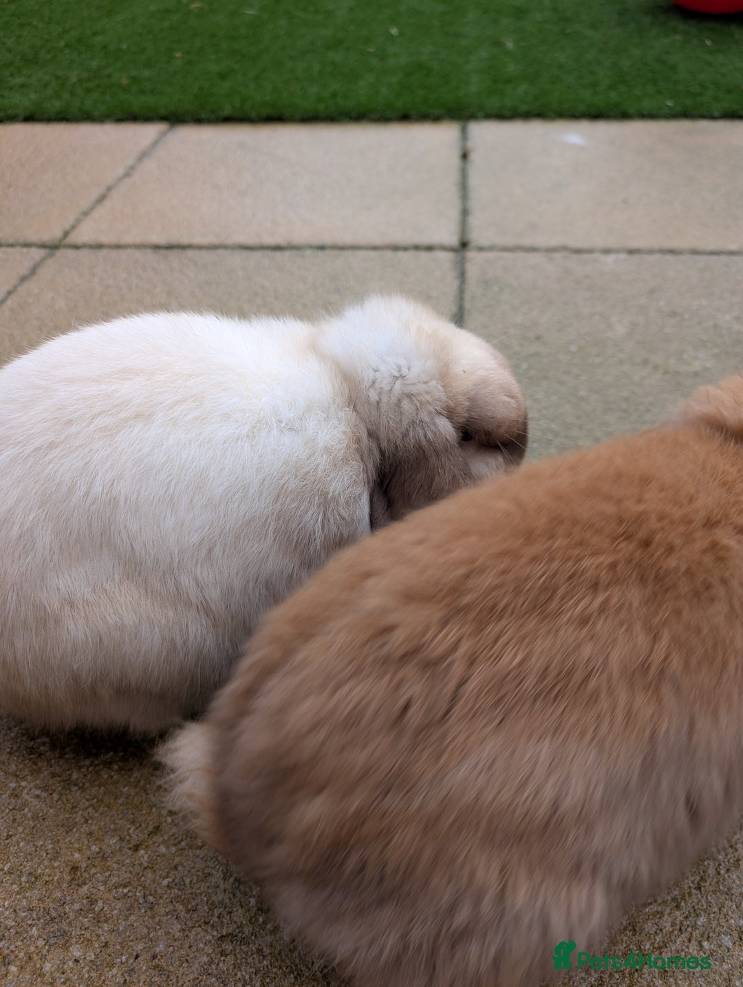Mini Lop rabbits for sale: Bonded Pair of Mini Lop Males – 9 Months Old - Advert 10