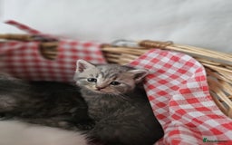 British Shorthair cats for sale: ♥️ GCCF British Shorthair Kittens ♥️ - Image 3