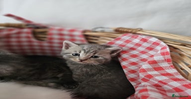 British Shorthair cats - Advert 5