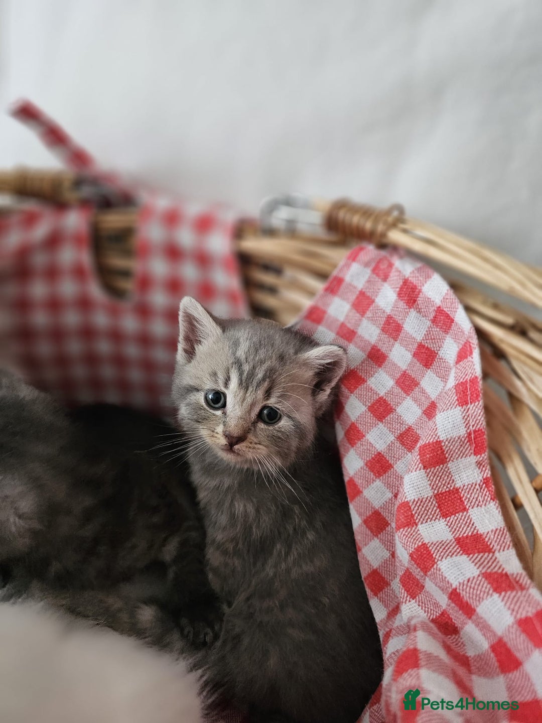 British Shorthair cats for sale: ♥️ GCCF British Shorthair Kittens ♥️ - Image 3