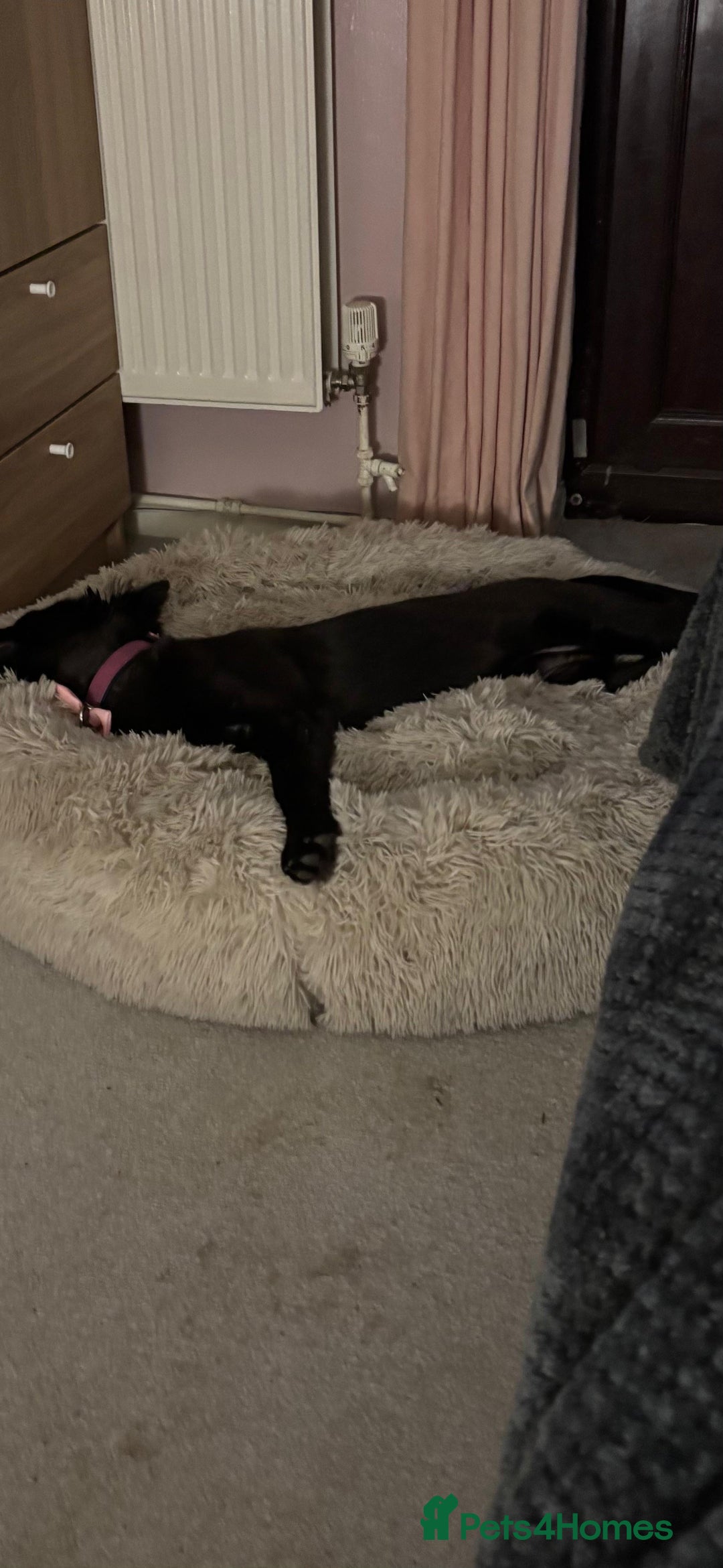 Mixed Breed dogs for sale: 5 month old GSD/Husky/Staffordshire Mixed - Image 2