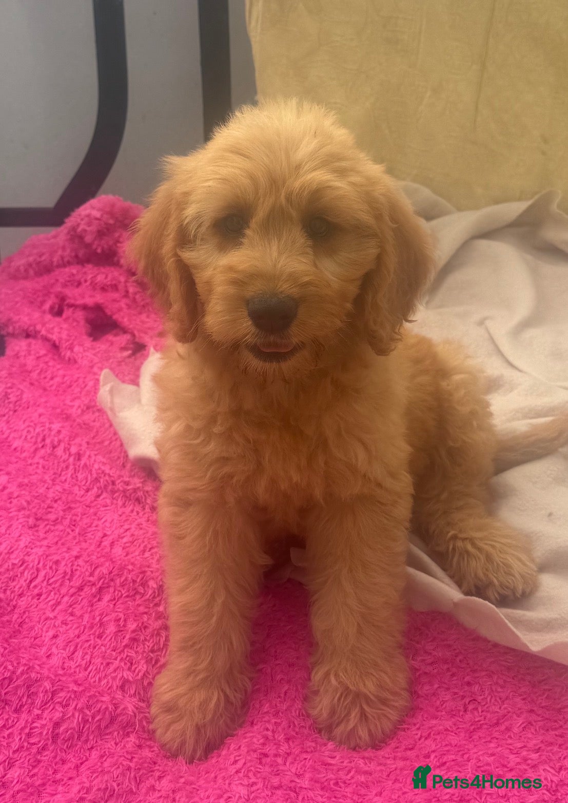 Mini Goldendoodle dogs Health-Tested Family Happy Sociable Goldendoodles - Advert 2