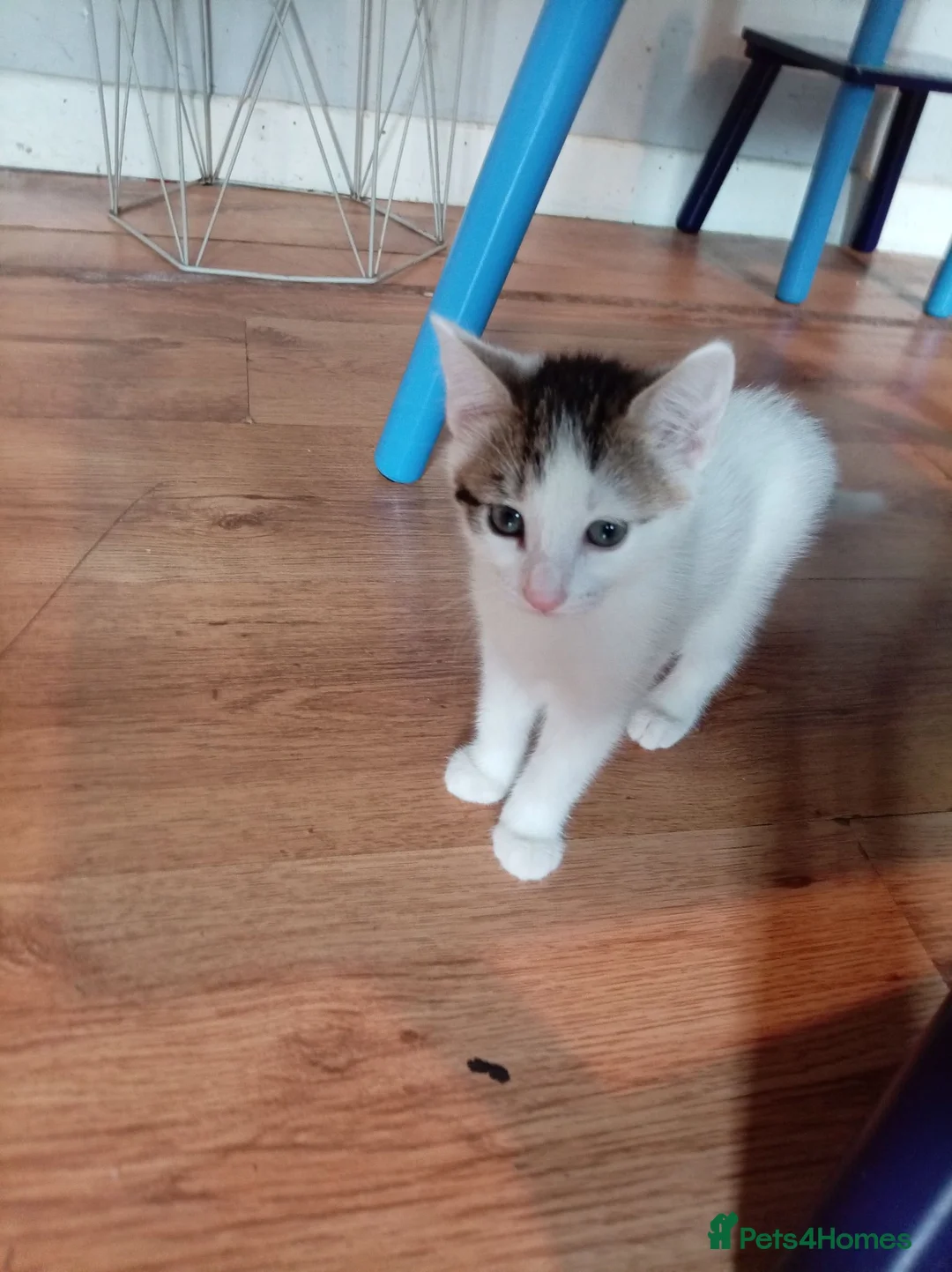 Mixed Breed cats for sale: 4 beautiful mixed kittens - Advert 18