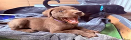 Mixed Breed dogs for sale: Gorgeous Siberian Shepsky x Weimaraner Puppies  - Advert 17
