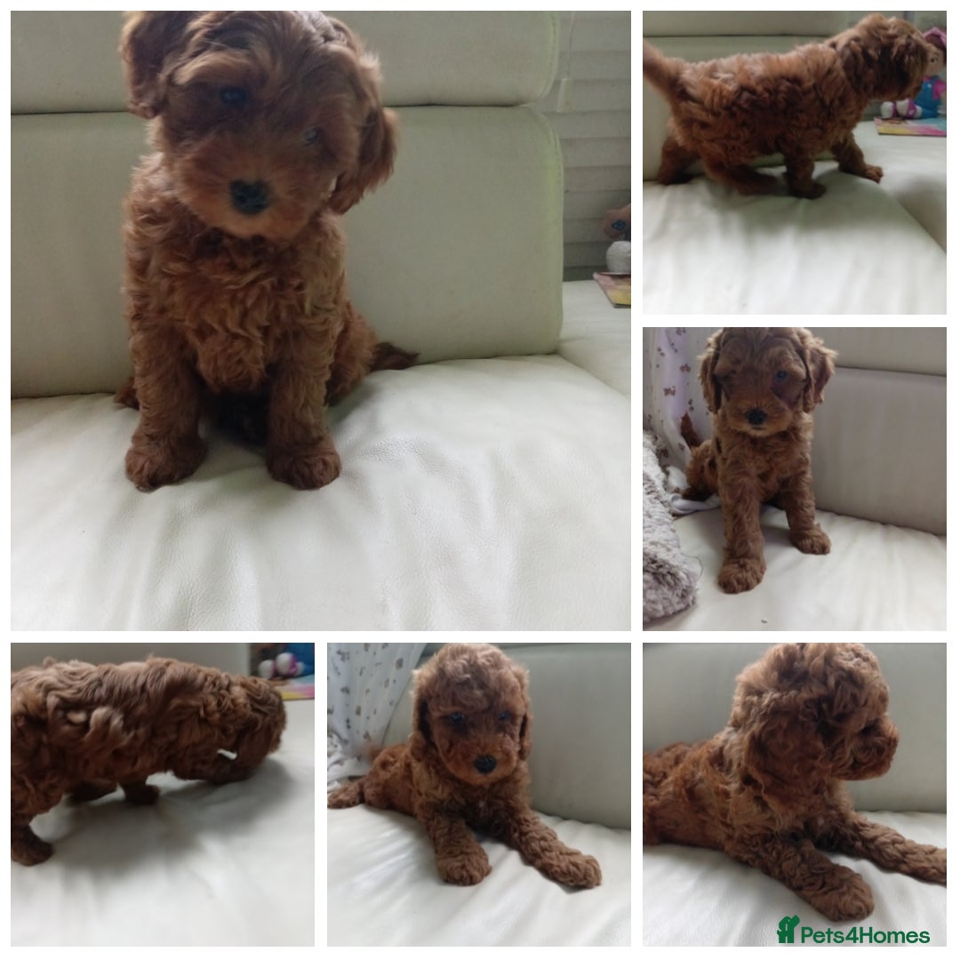 Labradoodle dogs Beautiful Labradoodle medium size  - Advert 4