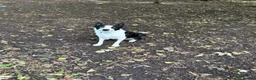 Border Collie dogs for sale: Bluey (Border Collie) in Blackpool - Advert 5