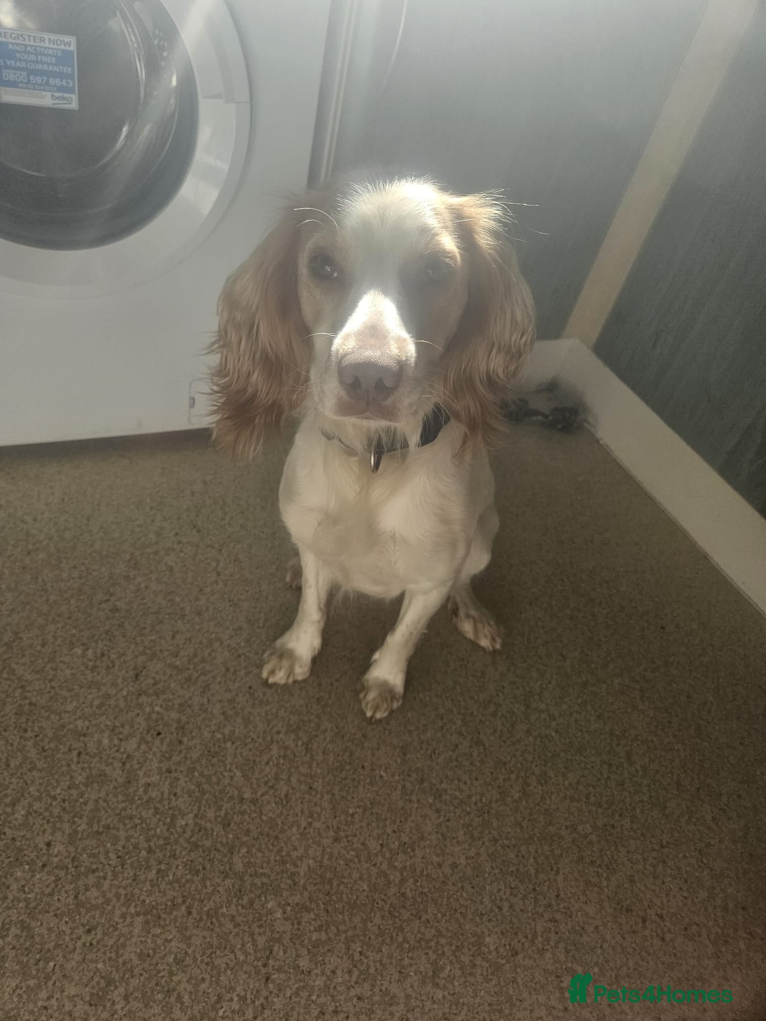 Cocker Spaniel dogs Beautiful apricot roan cocker spaniel  - Advert 1