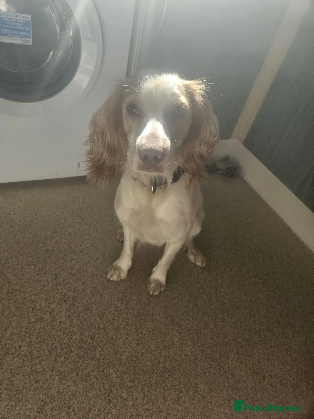 Cocker Spaniel dogs for sale: Beautiful apricot roan cocker spaniel  - Advert 1