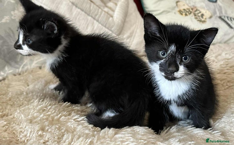 Munchkin cats - Advert 1