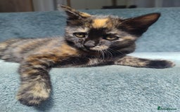 Mixed Breed cats for sale: 4 lovely female ragdoll x kittens - Image 5