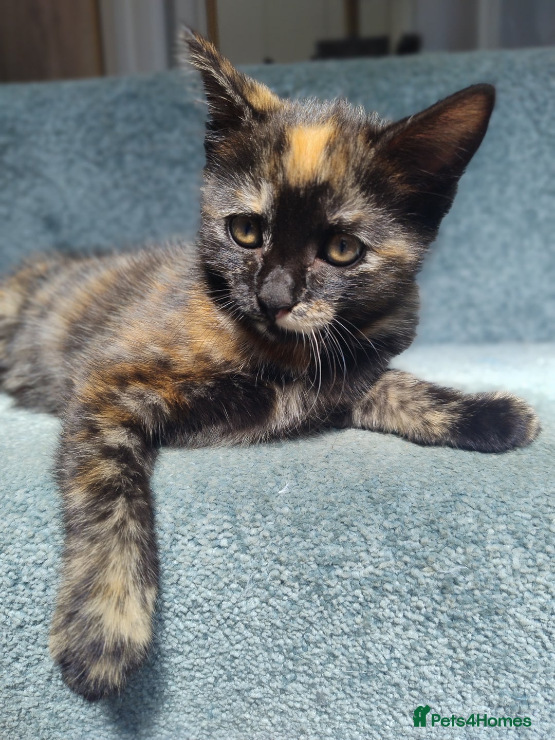 Mixed Breed cats for sale: 4 lovely female ragdoll x kittens - Image 5