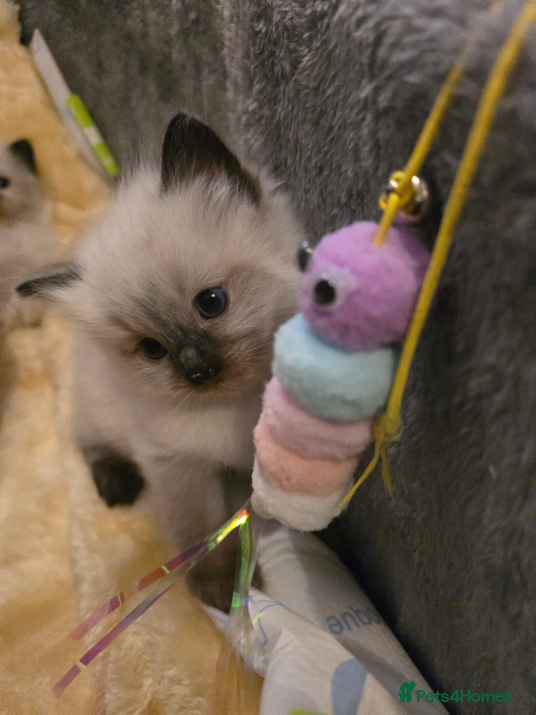 Ragdoll cats for sale: Ragdol KITTENS 😸 ♥️  - Image 28