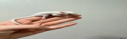 Sugar Glider rodents for sale: Joeys now OOP! 2 available  - Advert 6
