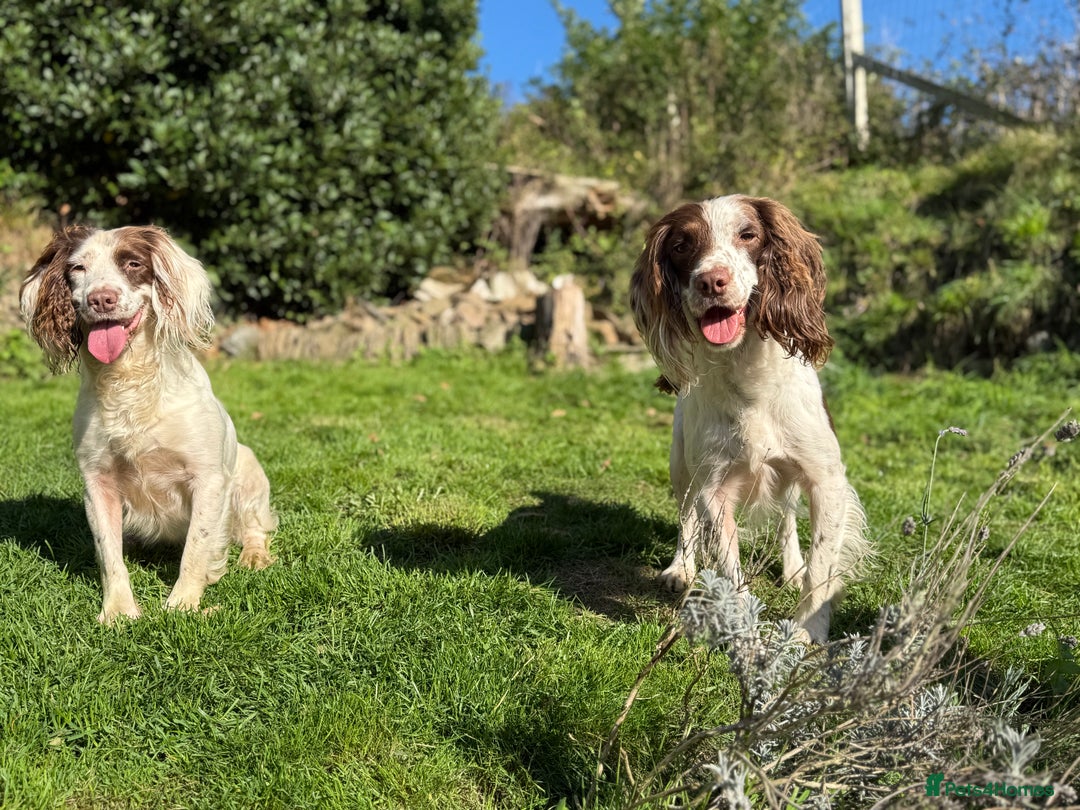 English Springer Spaniel dogs for sale: Hardest Decision Brother and Sister  - Advert 3