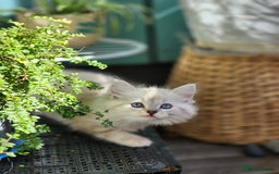 Ragdoll cats for sale: Ragdoll kittens - Image 20