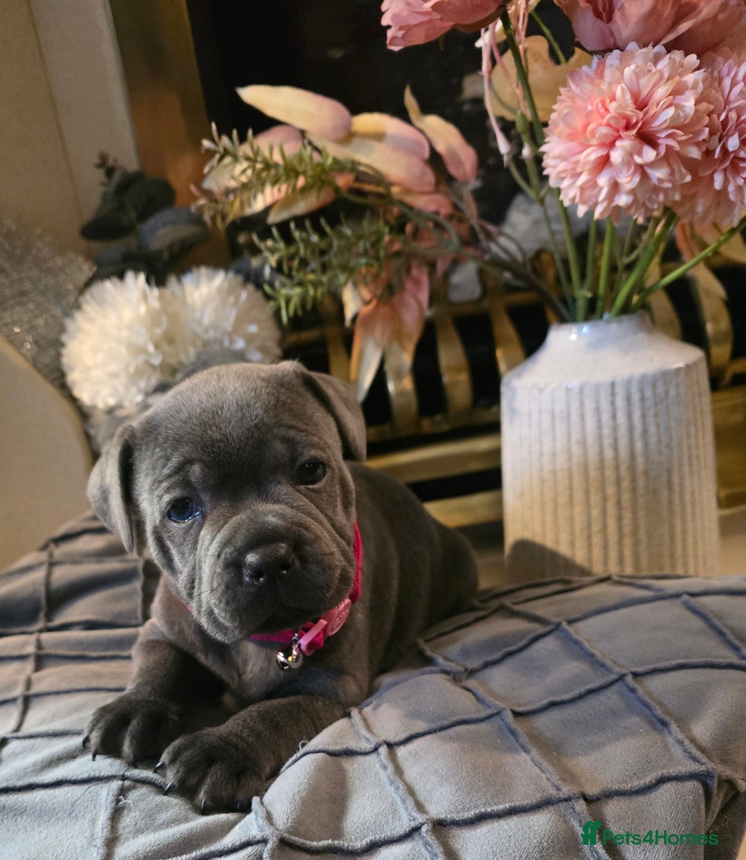 Staffordshire Bull Terrier dogs for sale: Stunning Staffordshire bull terrier pups  - Image 24