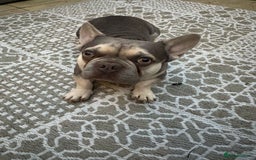 French Bulldog dogs for sale: 2 year old French bulldog male - lilac and tan  - Image 3